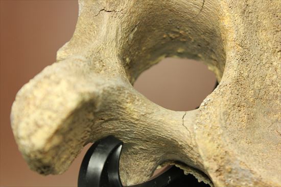 首長竜プレシオサウルスの脊椎骨（その13）
