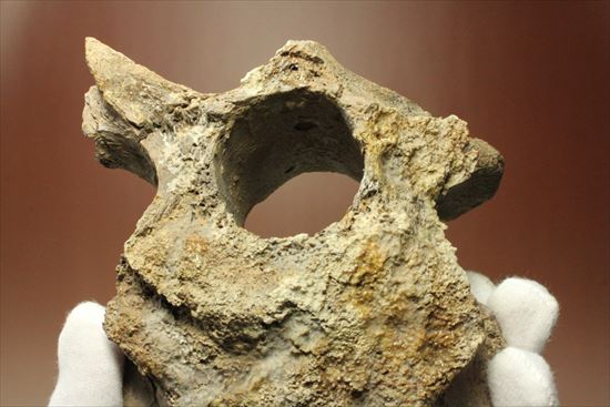 首長竜プレシオサウルスの脊椎骨（その14）