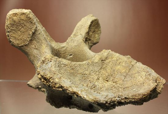 首長竜プレシオサウルスの脊椎骨（その2）