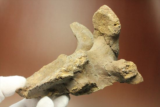 首長竜プレシオサウルスの脊椎骨（その4）