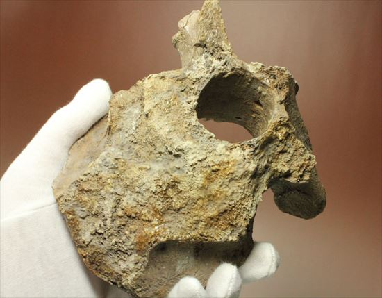 首長竜プレシオサウルスの脊椎骨（その5）