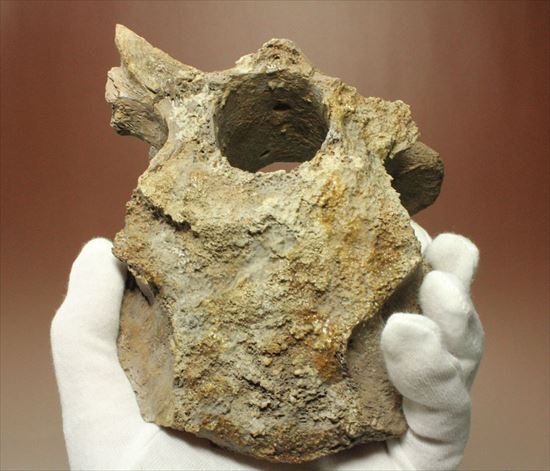 首長竜プレシオサウルスの脊椎骨（その6）