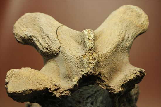 首長竜プレシオサウルスの脊椎骨（その8）