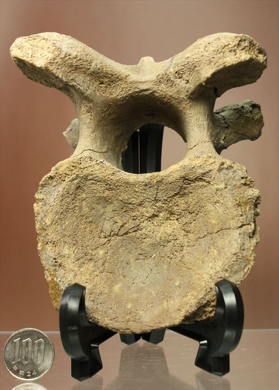 首長竜プレシオサウルスの脊椎骨（その9）