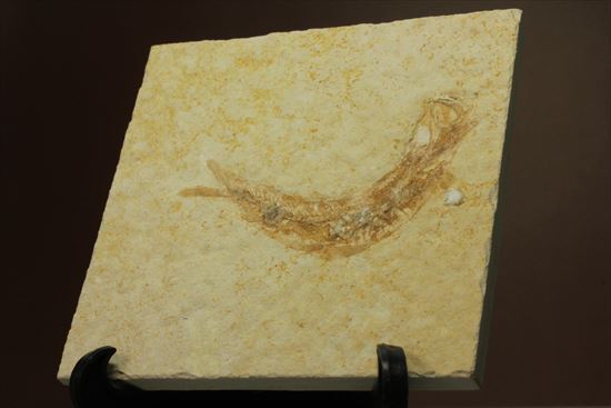 ジュラ紀ゾルンフォーフェン産の魚化石　レプトレピス(Leptolepis stratiformis)（その1）