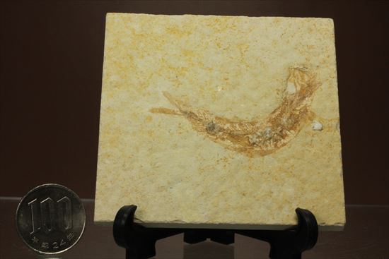 ジュラ紀ゾルンフォーフェン産の魚化石　レプトレピス(Leptolepis stratiformis)（その10）