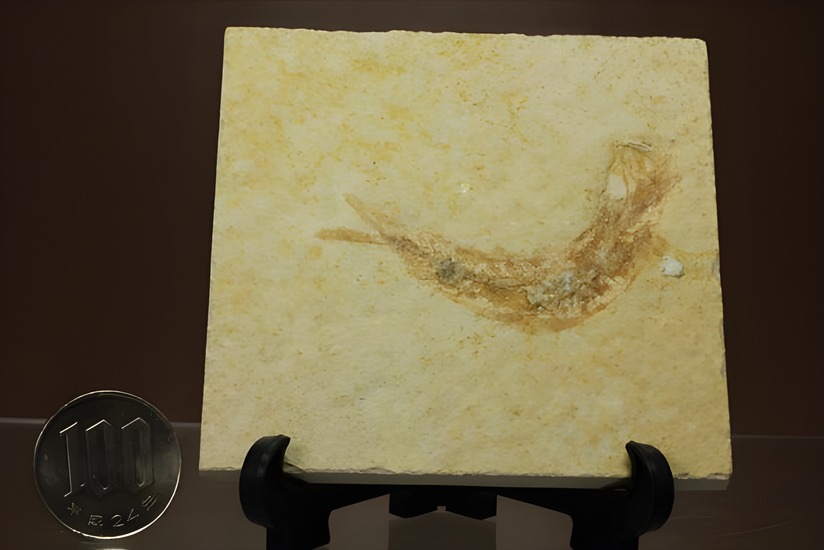 魚の化石(qhmirai様)専用 ジュラ紀ゾルンフォーフェン産の魚化石 レプトレピス(Leptolepis