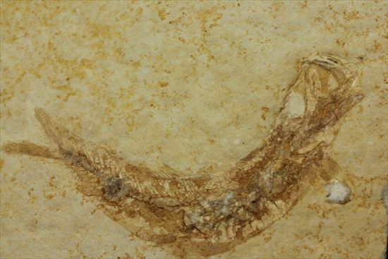 ジュラ紀ゾルンフォーフェン産の魚化石　レプトレピス(Leptolepis stratiformis)（その11）