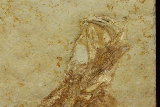 ジュラ紀ゾルンフォーフェン産の魚化石　レプトレピス(Leptolepis stratiformis)（その3）