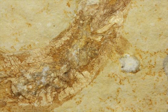 ジュラ紀ゾルンフォーフェン産の魚化石　レプトレピス(Leptolepis stratiformis)（その4）
