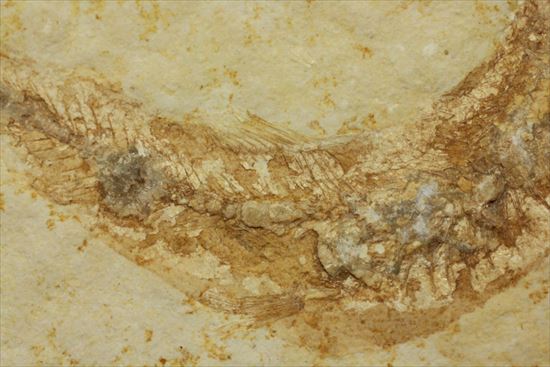 ジュラ紀ゾルンフォーフェン産の魚化石　レプトレピス(Leptolepis stratiformis)（その5）