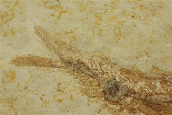 ジュラ紀ゾルンフォーフェン産の魚化石　レプトレピス(Leptolepis stratiformis)（その6）