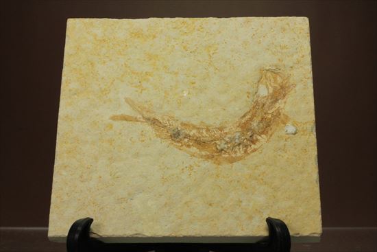 ジュラ紀ゾルンフォーフェン産の魚化石　レプトレピス(Leptolepis stratiformis)（その8）