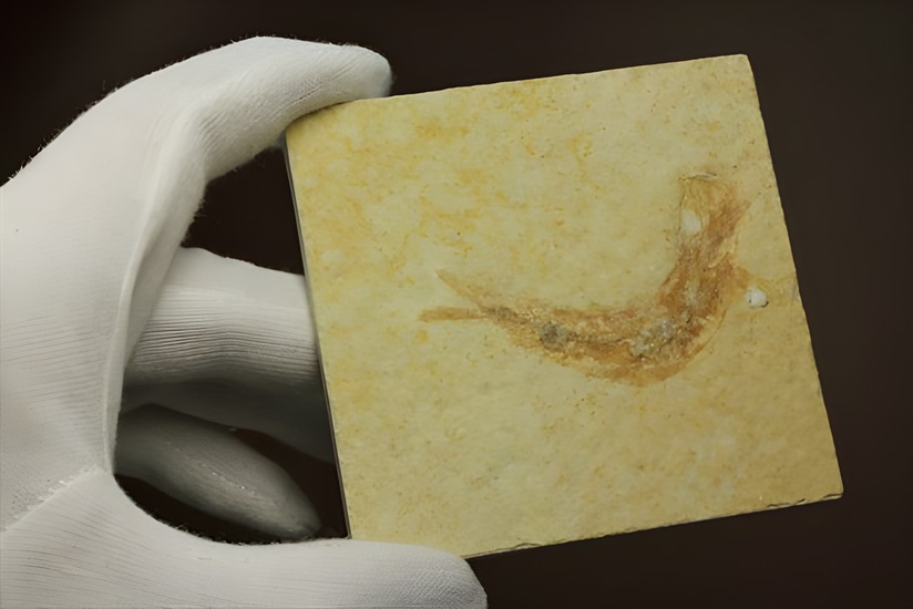 ジュラ紀ゾルンフォーフェン産の魚化石 レプトレピス(Leptolepis