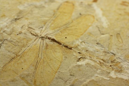 保存状態抜群！前翅、後翅はもちろん、脈まで見えることができます。トンボ化石（その16）