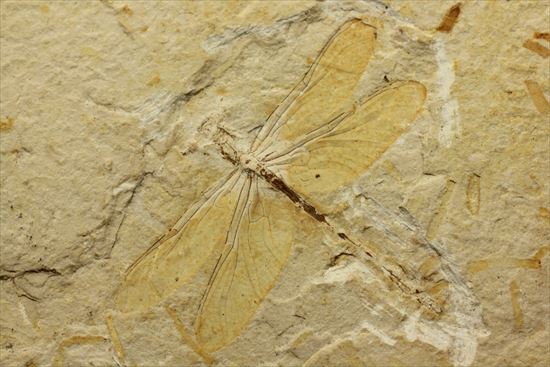 保存状態抜群！前翅、後翅はもちろん、脈まで見えることができます。トンボ化石