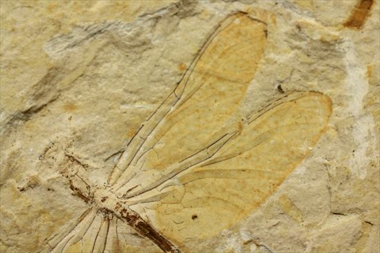 保存状態抜群！前翅、後翅はもちろん、脈まで見えることができます。トンボ化石（その3）