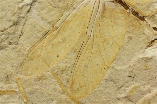 保存状態抜群！前翅、後翅はもちろん、脈まで見えることができます。トンボ化石（その5）