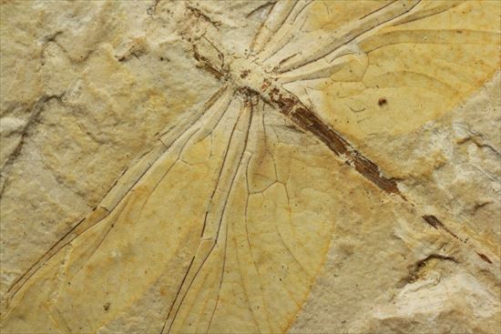保存状態抜群！前翅、後翅はもちろん、脈まで見えることができます。トンボ化石（その6）