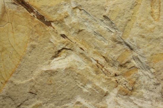 保存状態抜群！前翅、後翅はもちろん、脈まで見えることができます。トンボ化石（その8）
