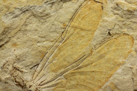 保存状態抜群！前翅、後翅はもちろん、脈まで見えることができます。トンボ化石（その9）