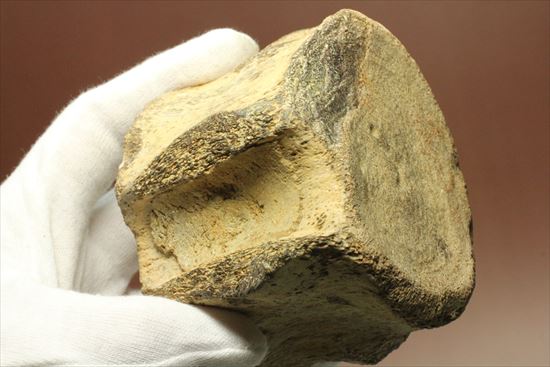 ズッシリ600ｇオーバー！プレシオサウルスの脊椎骨化石(Plesiosaur vertebrae)（その10）