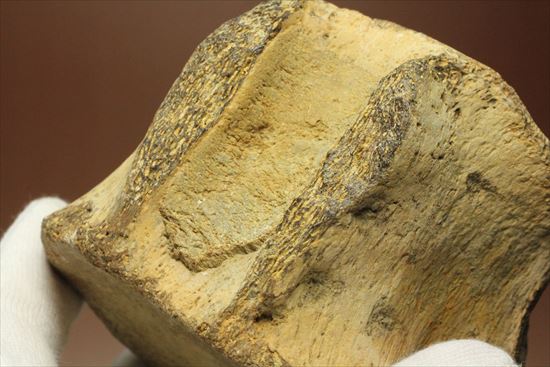 ズッシリ600ｇオーバー！プレシオサウルスの脊椎骨化石(Plesiosaur vertebrae)（その11）