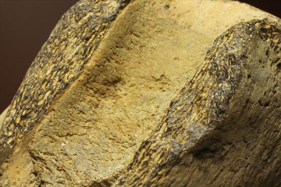 ズッシリ600ｇオーバー！プレシオサウルスの脊椎骨化石(Plesiosaur vertebrae)（その12）