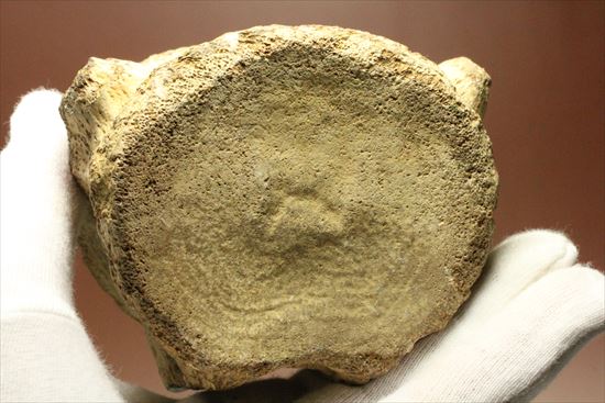 ズッシリ600ｇオーバー！プレシオサウルスの脊椎骨化石(Plesiosaur vertebrae)（その15）