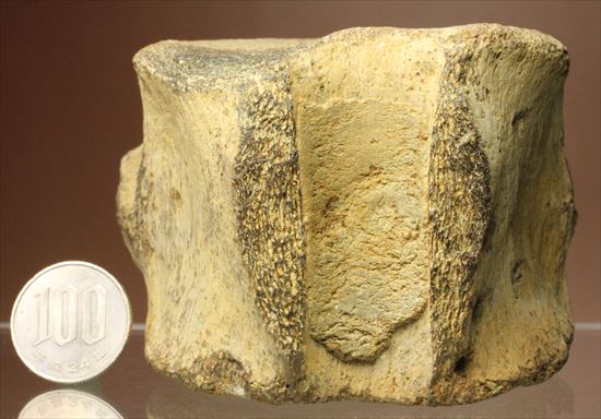 ズッシリ600ｇオーバー！プレシオサウルスの脊椎骨化石(Plesiosaur vertebrae)（その16）