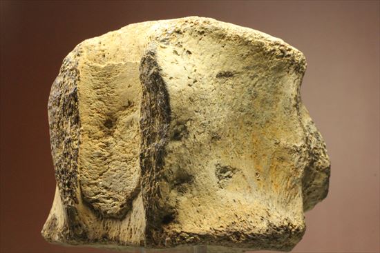 ズッシリ600ｇオーバー！プレシオサウルスの脊椎骨化石(Plesiosaur vertebrae)（その2）