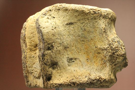 ズッシリ600ｇオーバー！プレシオサウルスの脊椎骨化石(Plesiosaur vertebrae)（その3）