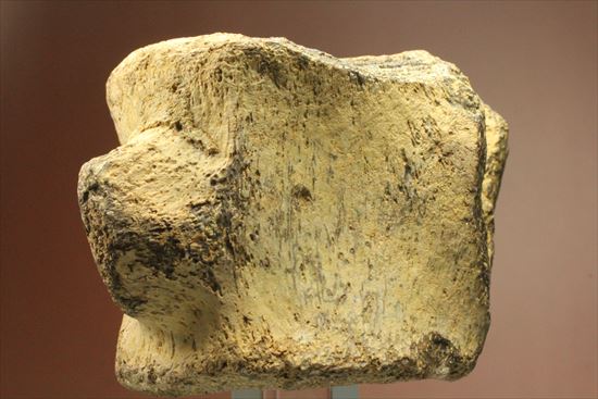 ズッシリ600ｇオーバー！プレシオサウルスの脊椎骨化石(Plesiosaur vertebrae)（その5）