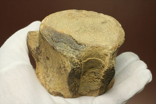 ズッシリ600ｇオーバー！プレシオサウルスの脊椎骨化石(Plesiosaur vertebrae)（その8）