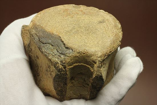 ズッシリ600ｇオーバー！プレシオサウルスの脊椎骨化石(Plesiosaur vertebrae)（その9）