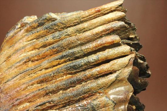 新生代の雄!マンモスの臼歯(Mammoth) オランダ産(その10)