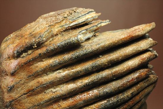 新生代の雄!マンモスの臼歯(Mammoth) オランダ産(その11)