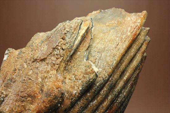 新生代の雄!マンモスの臼歯(Mammoth) オランダ産(その12)