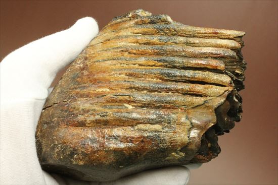 新生代の雄!マンモスの臼歯(Mammoth) オランダ産(その13)