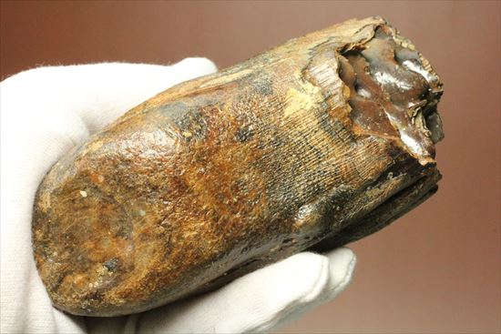 新生代の雄!マンモスの臼歯(Mammoth) オランダ産(その14)