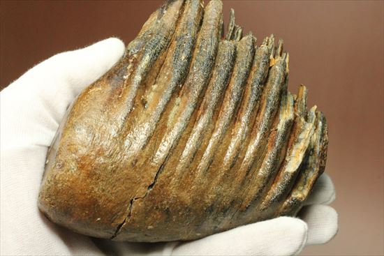 新生代の雄!マンモスの臼歯(Mammoth) オランダ産(その15)
