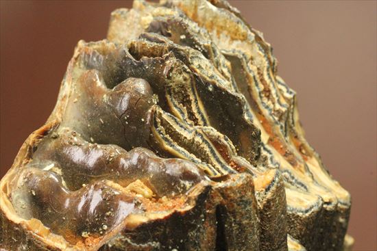 新生代の雄!マンモスの臼歯(Mammoth) オランダ産(その16)