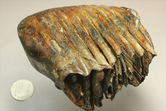 新生代の雄!マンモスの臼歯(Mammoth) オランダ産(その17)