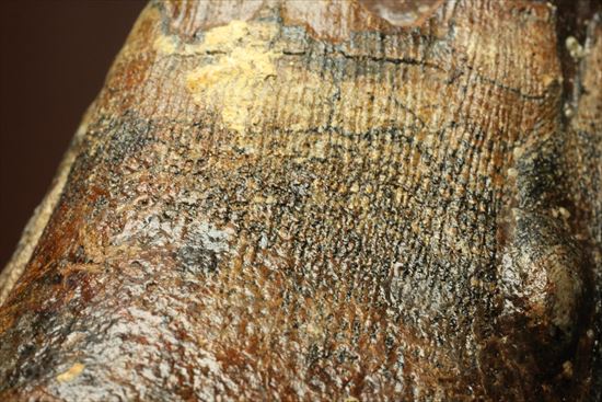 新生代の雄!マンモスの臼歯(Mammoth) オランダ産(その4)