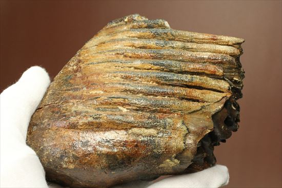 新生代の雄!マンモスの臼歯(Mammoth) オランダ産(その6)