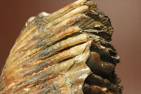 新生代の雄!マンモスの臼歯(Mammoth) オランダ産(その7)