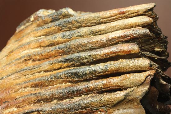 新生代の雄!マンモスの臼歯(Mammoth) オランダ産(その8)