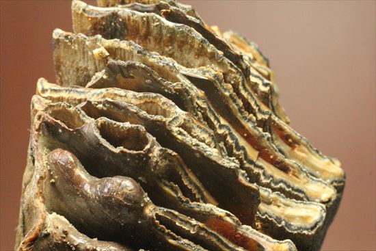 新生代の雄!マンモスの臼歯(Mammoth) オランダ産(その9)