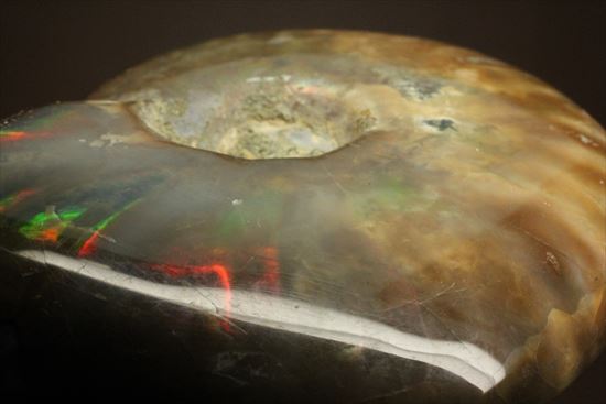 両面光り！7色のグラデーションに光るアンモナイト(Ammonite)（その11）
