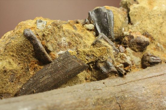 貴重!発掘現場そのまんま。エドモントサウルスの脊椎骨などさまざまな骨の集合(スラブ)(その10)